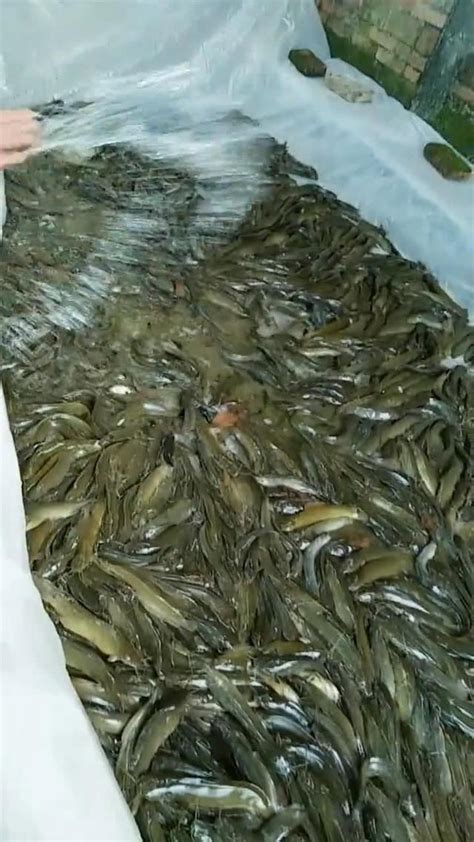 養魚數量垃圾魚|養魚招財：最佳魚隻數量